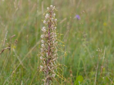 himantoglossum hircinum habitus