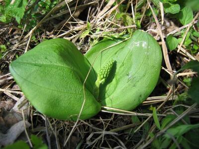 listera ovata blatt