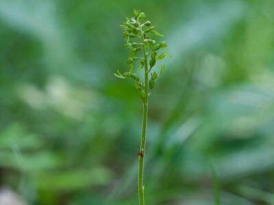 listera ovata frucht