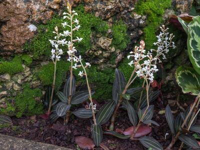 ludisia discolor