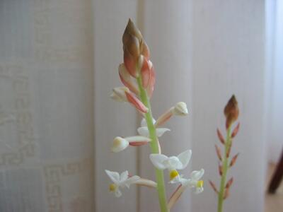 ludisia discolor bluetenstand