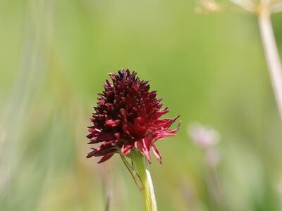 nigritella nigra