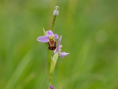 ophrys apifera