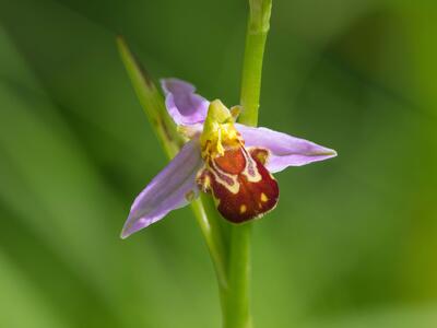 ophrys apifera detail
