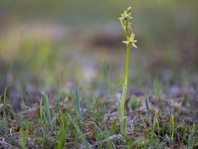 ophrys araneola
