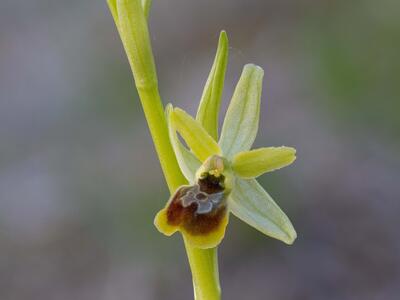 ophrys araneola detail