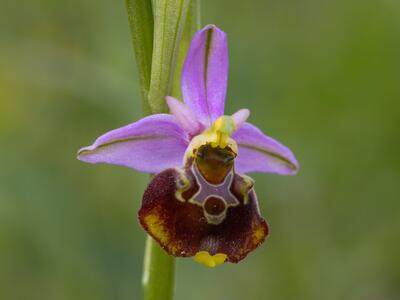 ophrys holoserica ssp holoserica detail