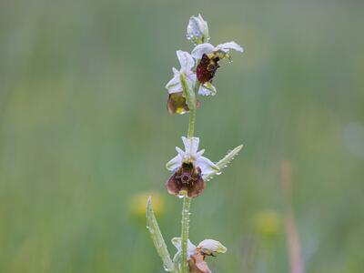 ophrys holoserica ssp holoserica habitus