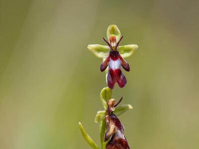 ophrys insectifera