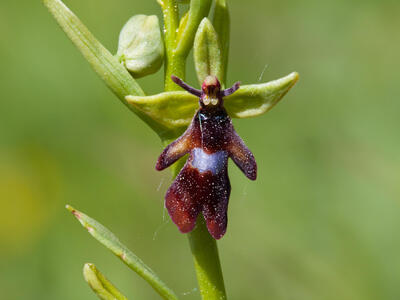 ophrys insectifera bluete