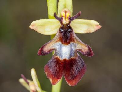 ophrys insectifera detail