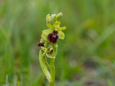 ophrys sphegodes