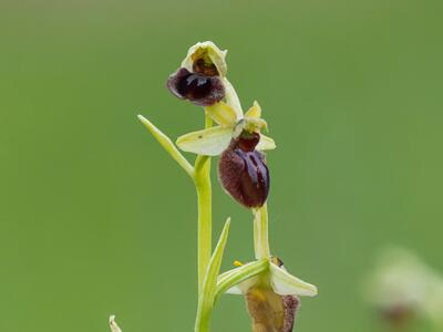 ophrys sphegodes detail