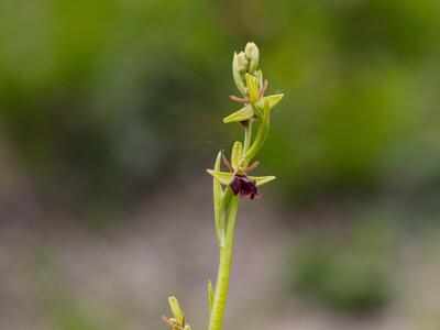 ophrys x hybrida