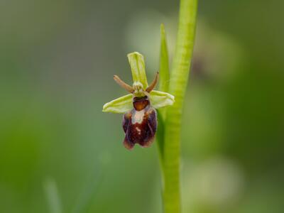 ophrys x hybrida detail