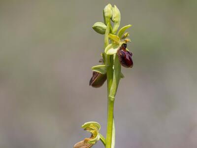 ophrys x jeanpertii