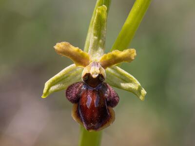 ophrys x jeanpertii detail