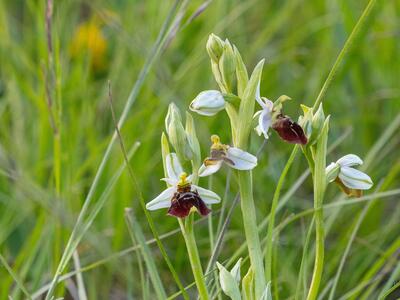 ophrys x obscura