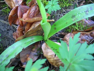 orchis mascula blatt