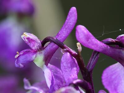 orchis mascula sporn