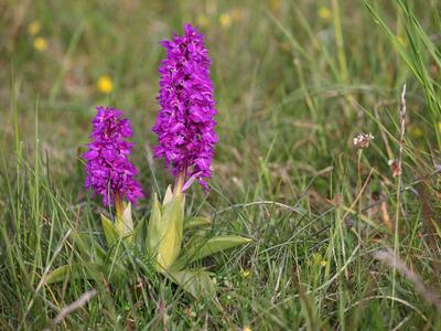 orchis mascula ssp mascula