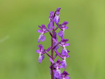 orchis mascula ssp signifera detail