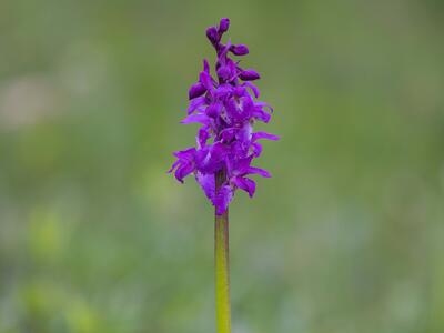 orchis mascula ssp speciosa