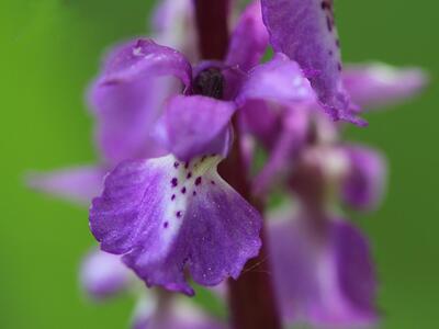 orchis mascula unterlippe