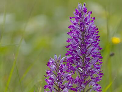 orchis militaris