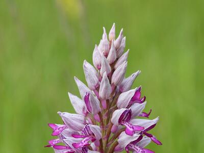 orchis militaris detail