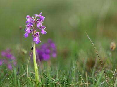 orchis morio