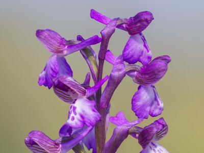orchis morio detail