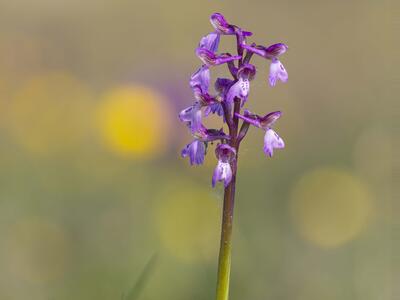 orchis morio habitus