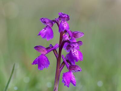 orchis morio violett