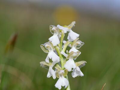 orchis morio weiss