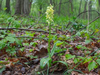 orchis pallens