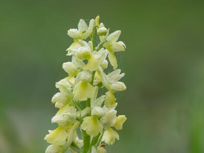 orchis pallens detail