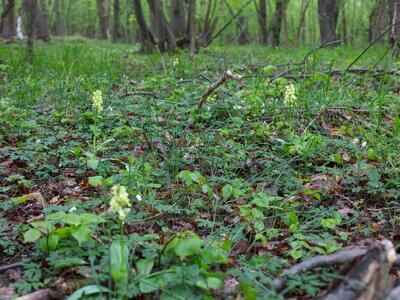 orchis pallens habitus