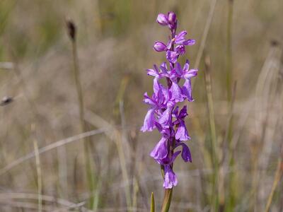 orchis palustris