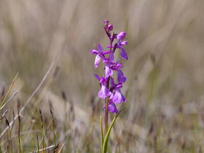 orchis palustris habitus