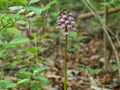 orchis purpurea ssp lokiana