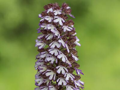 orchis purpurea ssp purpurea