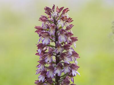 orchis purpurea ssp purpurea detail