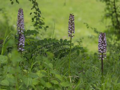 orchis purpurea ssp purpurea habitus