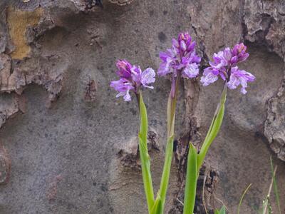 orchis scopulorum