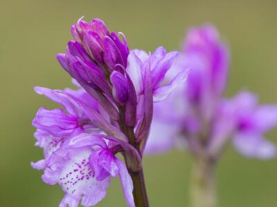 orchis scopulorum detail