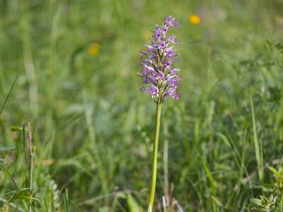 orchis simia