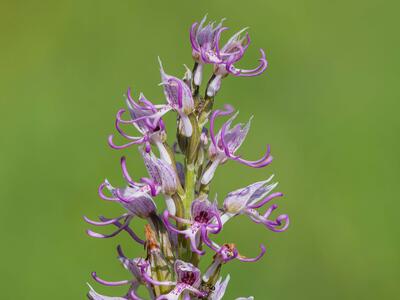 orchis simia detail