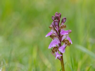 orchis spitzelii 1