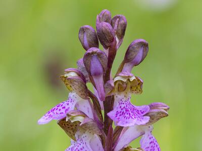 orchis spitzelii 2